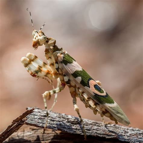 The 15 Most Beautiful Insects In The World Insects Hummingbird Moth