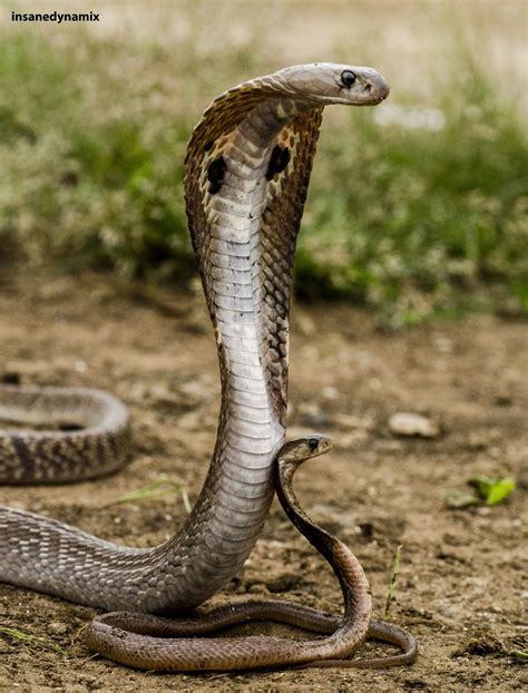 Spectacled Cobra Naja Naja With Juvenile King Cobra Snake Cobra