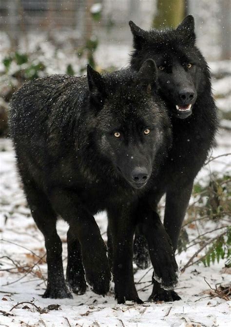 39 Best Images About Wolves On Pinterest Ontario Wildlife Paintings