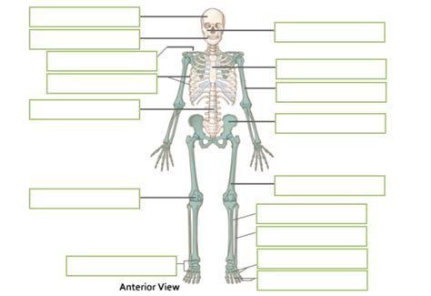 Skeletal System Diagram Worksheet Worksheets For Kindergarten