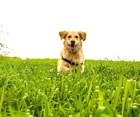 Springtime Allergies In Dogs