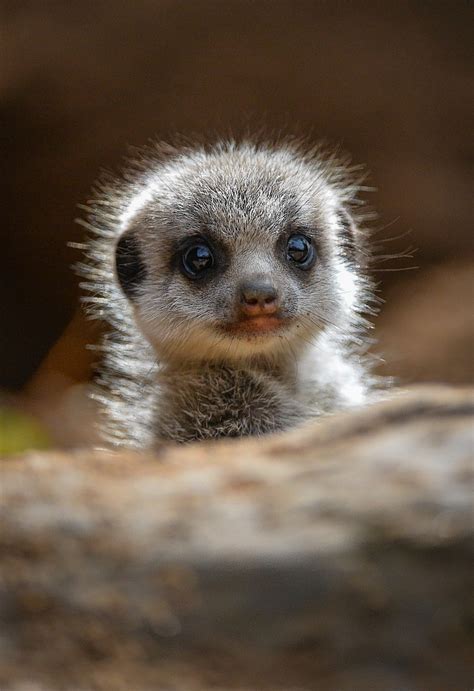In Pictures Meerkats Super Cute Baby Meerkats Press