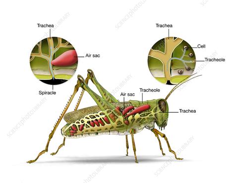 Grasshopper And Insect Respiratory System Illustration Stock Image
