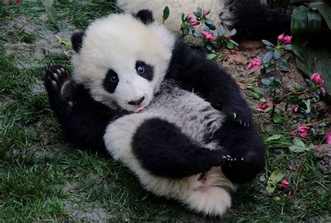 Panda Video Goes Viral After Keepers In Chengdu Accused Of Animal Cruelty
