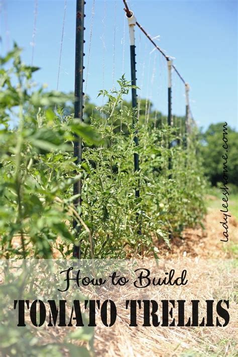 How To Build Tomato Trellis An Easy And Affordable Design For