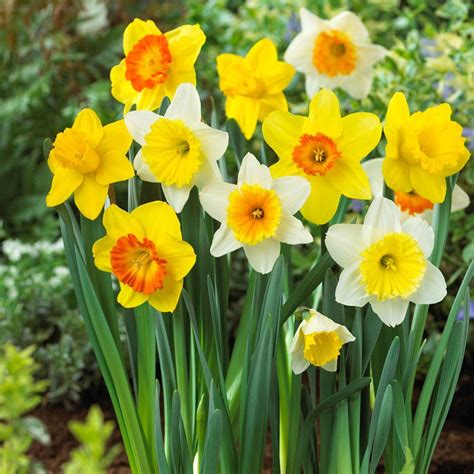 We did not find results for: Bloomsz Large Cupped Daffodil Mix Flower Bulb (20-Pack ...