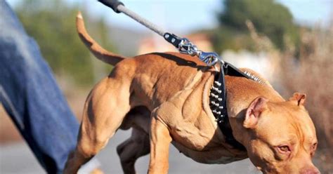 American Pitbull Terrier Price In Nepal