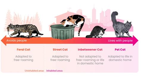 The Different Needs Of Domestic Cats International Cat Care