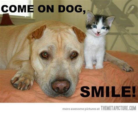 Random Interesting Topics And Photos Funnycute Cat And Dog Photos