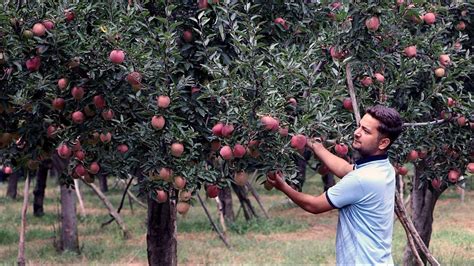 Apple Trade From Kashmir Sees A 44 Dip In October End Militant