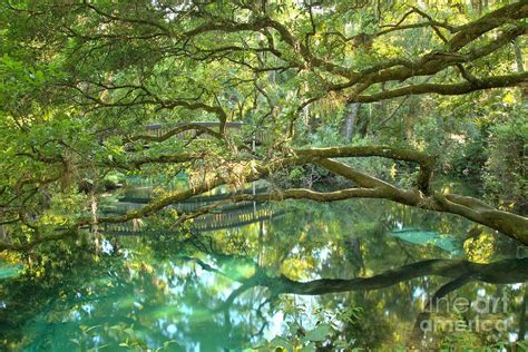 Juniper Springs Fern Hammock Photograph By Adam Jewell Fine Art America