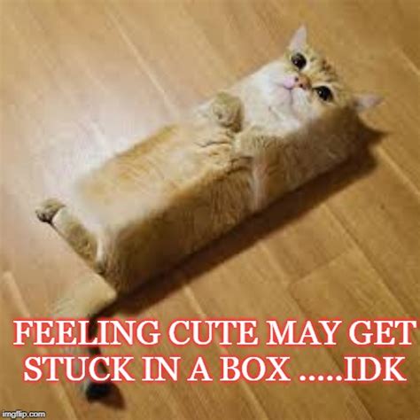 Cat Box Imgflip