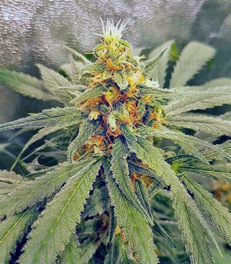 The dancing lights of the aurora make up a breathtaking view and. Buy Northern Lights feminized seeds by Vision Seeds - Herbies