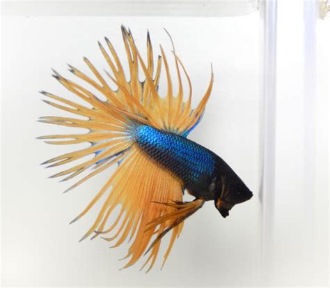 Is he a mustard gas betta?? BLUE MUSTARD Crowntail Male Betta | Betta