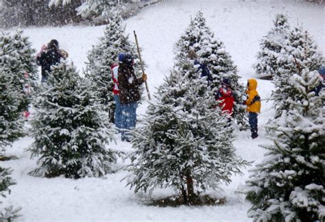 Most Excellent Christmas Tree Farms Across America Mylargebox