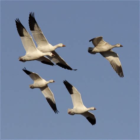 Snow Geese In Flight A Photo On Flickriver