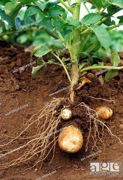 Agriculture Russet Potato Plant In Pre Bloom Stage Shows Exposed