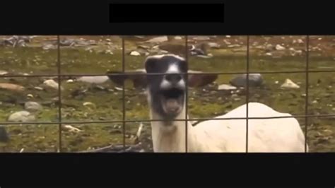 Goats Screaming Youtube