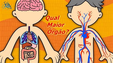 Top 10 Maiores Órgãos Do Corpo Humano Youtube