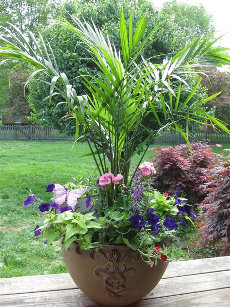 Modern Tall Potted Plants Patio Privacy Interior Designs News