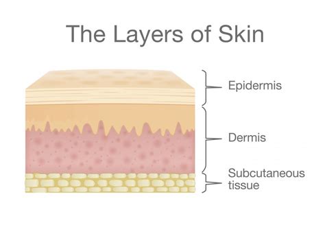 Skin Structure And Function Explained