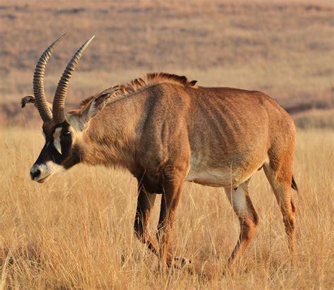 However, only three species can beat them in weight. Roan Antelope Facts » Outdoors International