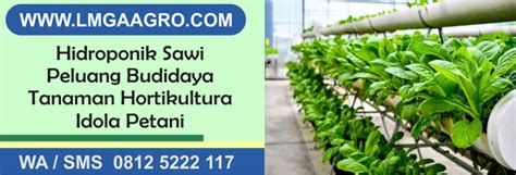 Hidroponik Sawi Peluang Budidaya Tanaman Hortikultura Lmga Agro