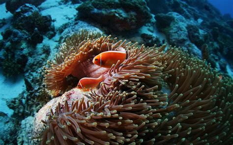 Fish Sea Anemones Underwater Coral Reef Wallpaper 2560x1600 67324
