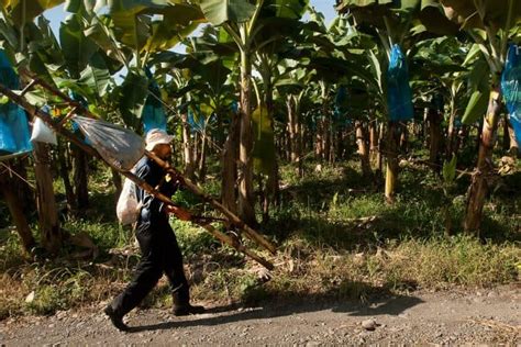 Costa Rica Recognizes First Carbon Neutral Banana Company