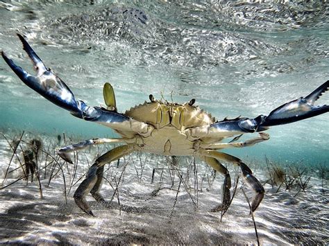 My Forgotten Coasts Photo Blue Crab Defensive Posture Ocean