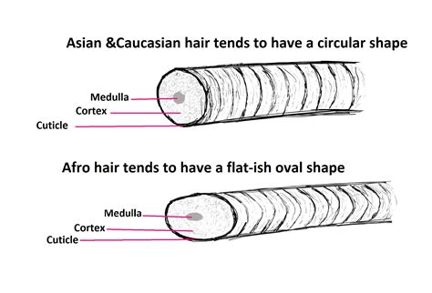 What Is It About Our Hair Diffrences Between Afro Asian And