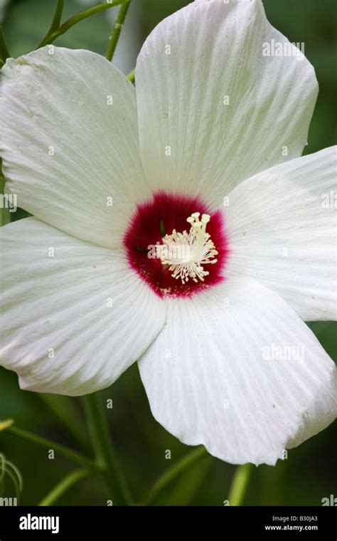White Hibiscus Hi Res Stock Photography And Images Alamy