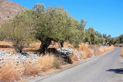 Olive Grove In The Mountains Crete Stock Image Image Of Cretan