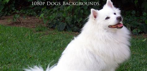 1080p Dogs Backgrounds Appstore For Android