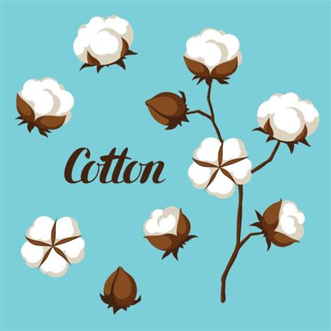 Best Cotton Boll Illustrations Royalty Free Vector Graphics And Clip Art