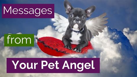 Animals In The Afterlife Pet Angel Messages And Tips To Connect With