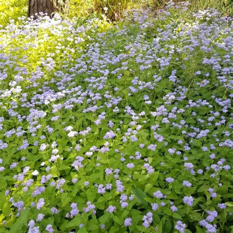9 Kentucky Native Ground Cover Plants