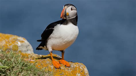 Atlantic Puffin Interesting Facts Other Information And Pictures