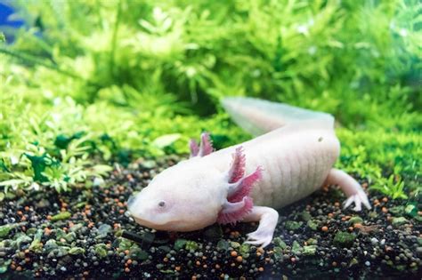 Axolotl Mexican Walking Fish Ambystoma Mexicanum En El Fondo Arenoso