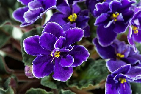 Violetas Significado Características Y Tipos De Violetas