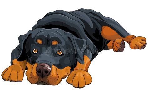 Rottweiler Stock Vector Illustration Of Clipart Lying 62076505