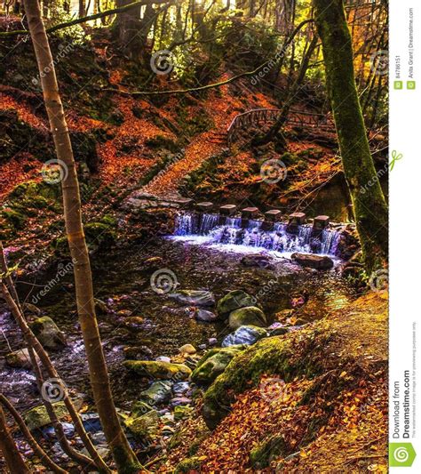 The Stepping Stones Stock Image Image Of Park Forest 84786151
