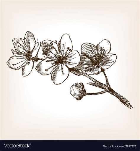 Cherry Blossom Hand Drawn Sketch Royalty Free Vector Image