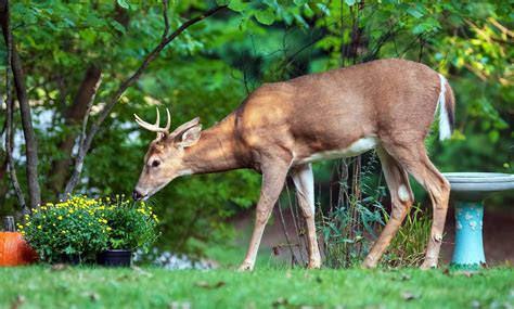 Deer Proofing Your Garden The Island News Beaufort Sc
