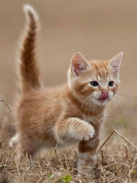 ♥️♥️♥️♥️♥️♥️ Gingerkitten In 2020 Kittens Cutest Cute Little