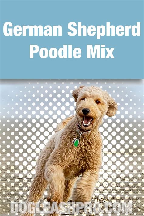German Shepherd Poodle Mix Shepadoodle Complete Guide German