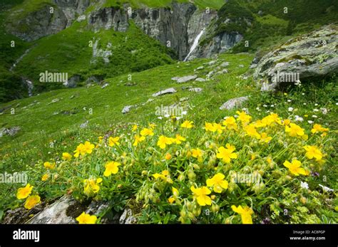 Wild Flowers In The Swiss Alps Above Bargis Near Flims Stock Photo