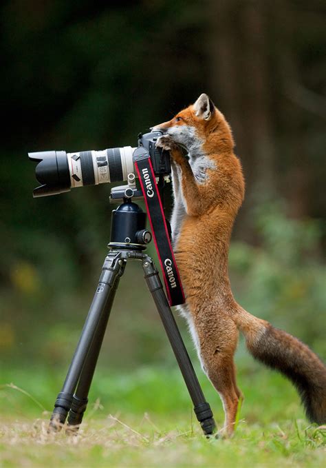 21 Animals That Want To Be Photographers Bored Panda
