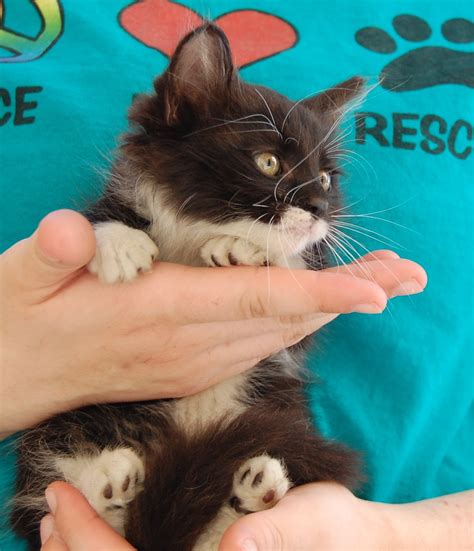 25 Rescued Kittens Need Foster Homes Please