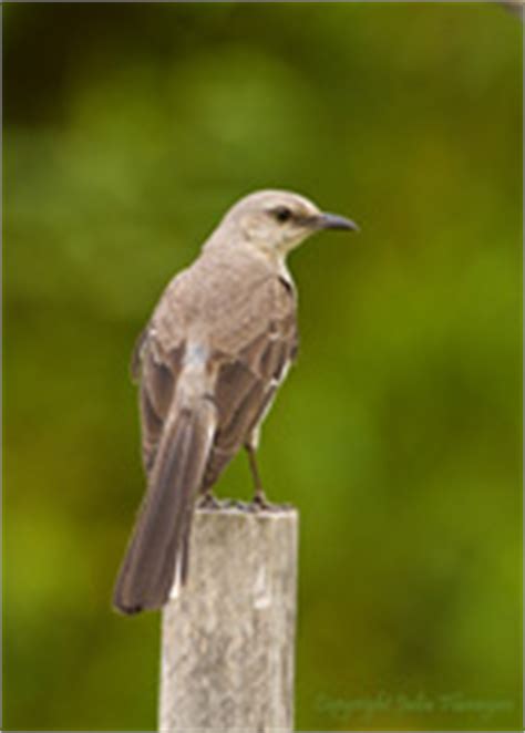 I f you have questions about feeding or observing birds in your backyard we would like to hear from you. Northern Mockingbird
